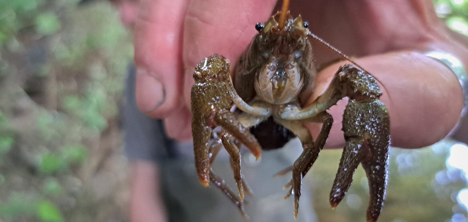 Close up of crayfish.