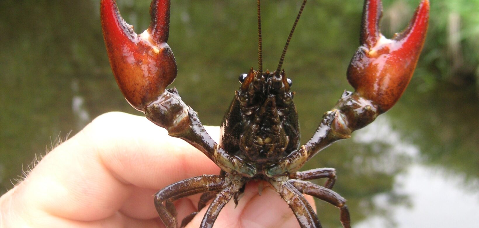 Invasive Signal Crayfish held between fingers and thumb. It is aggressively spreading it's red claws.