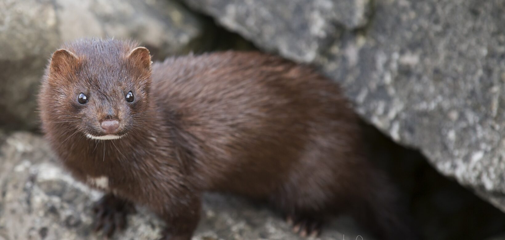 A brown, furry mink is shown looking towards the camera, with a white patch under it's chin
