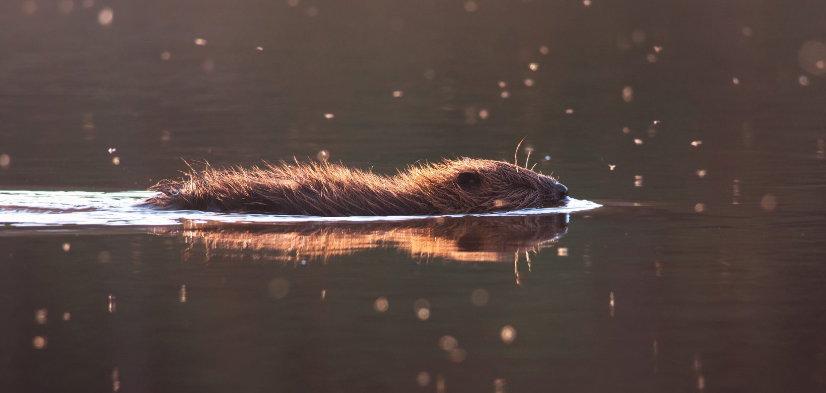 A beaver swimming, it's top half of its head and body are visible and reflected in the still water
