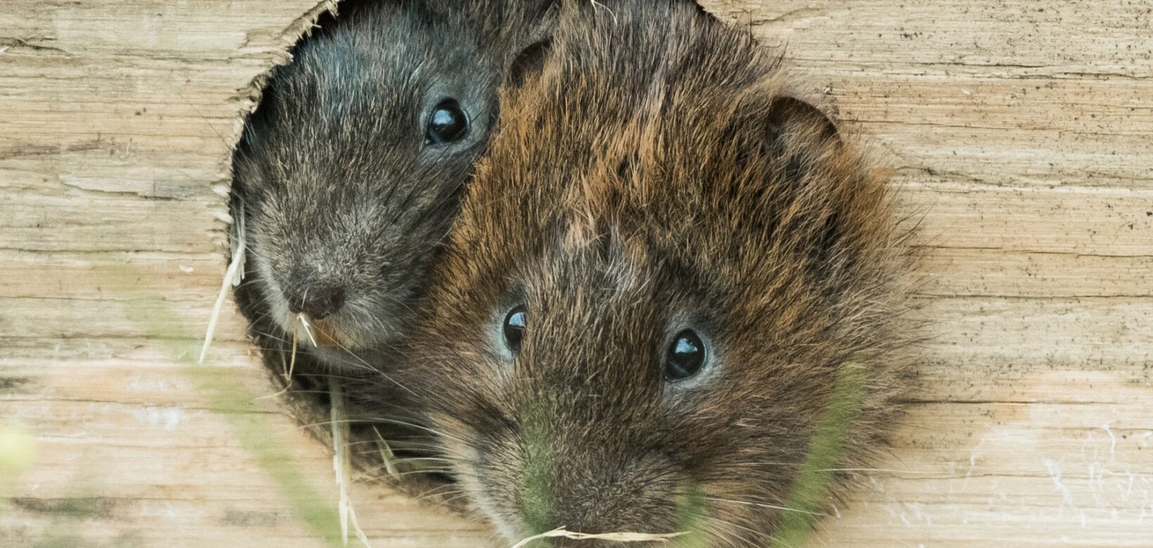 The heads of two water voles are vying for space, peeping out of a hole in their soft release box, ready to go out into the wild