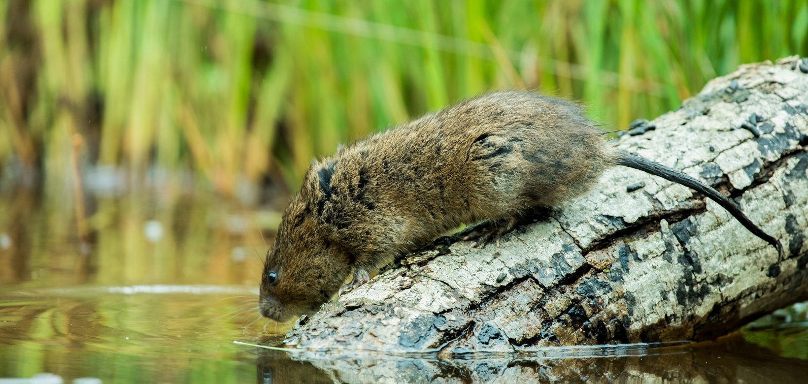 Brown water vole on a partly submerged tree branch. It is looking into the water. The water is still and the water vole's reflection can be seen