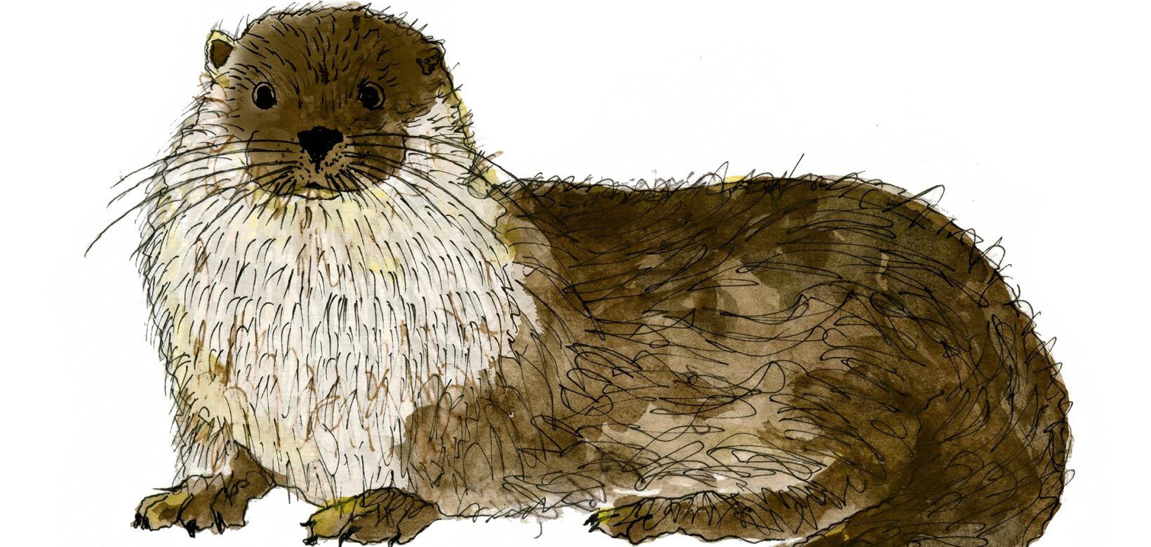 Cartoon illustration of an otter - its hind legs are lying down and it is standing on its front legs