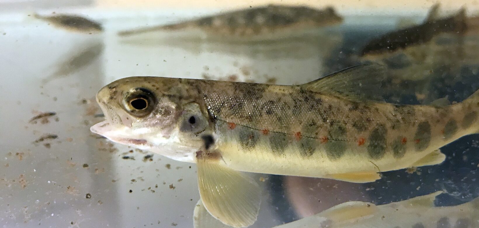 Young Wild Atlantic salmon in clear water.