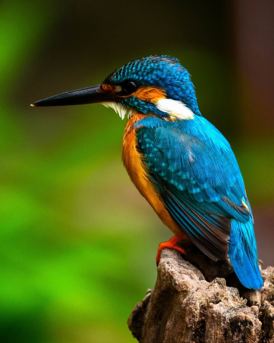 A blue kingfisher with an orange chest is shown sideways, perched on a log