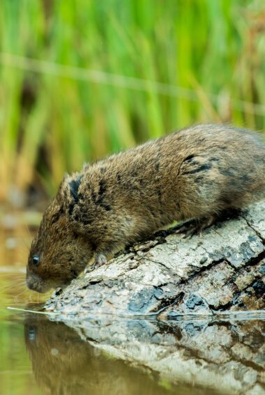 Brown water vole on a partly submerged tree branch. It is looking into the water. The water is still and the water vole's reflection can be seen
