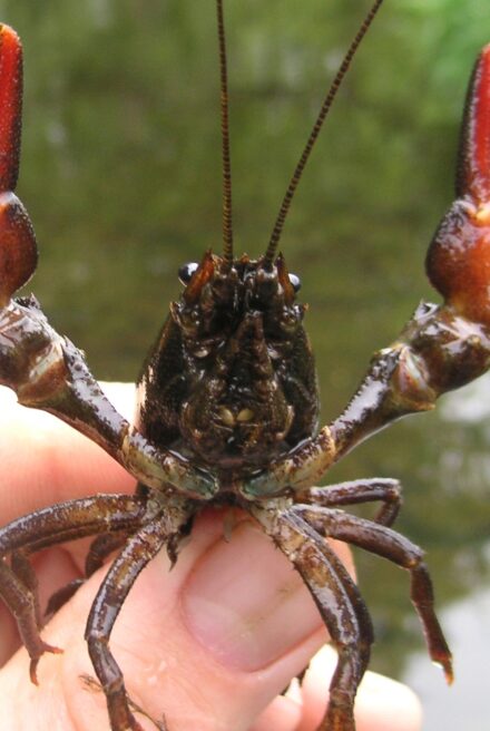 Invasive Signal Crayfish held between fingers and thumb. It is aggressively spreading it's red claws.