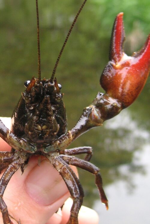 Invasive Signal Crayfish held between fingers and thumb. It is aggressively spreading it's red claws.