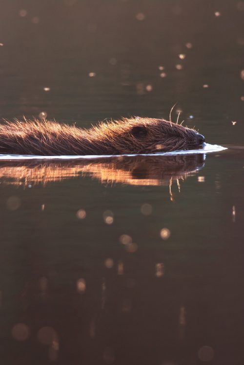 A beaver swimming, it's top half of its head and body are visible and reflected in the still water
