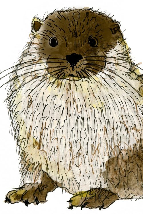 Cartoon illustration of an otter - its hind legs are lying down and it is standing on its front legs