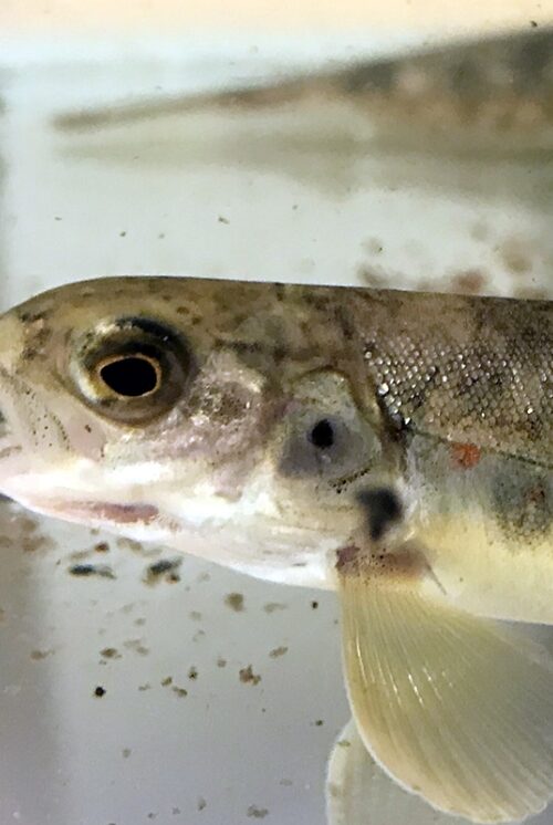 Young Wild Atlantic salmon in clear water.