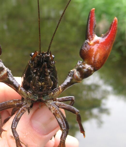 Invasive Signal Crayfish held between fingers and thumb. It is aggressively spreading it's red claws.