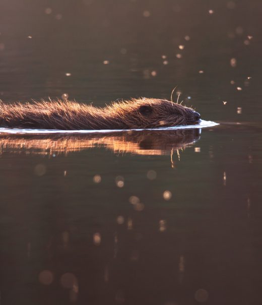 A beaver swimming, it's top half of its head and body are visible and reflected in the still water
