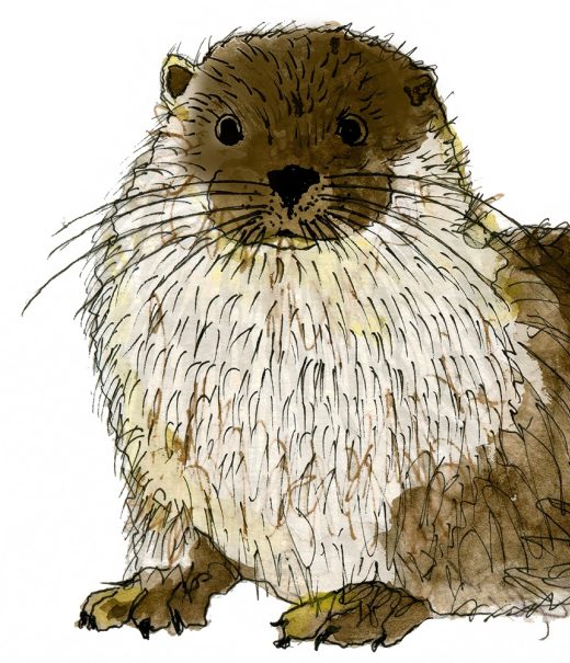 Cartoon illustration of an otter - its hind legs are lying down and it is standing on its front legs