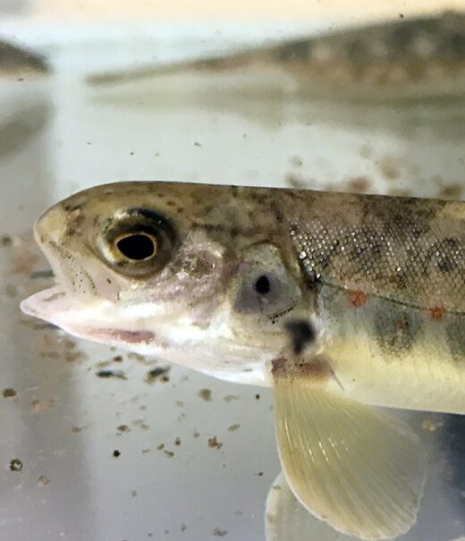 Young Wild Atlantic salmon in clear water.