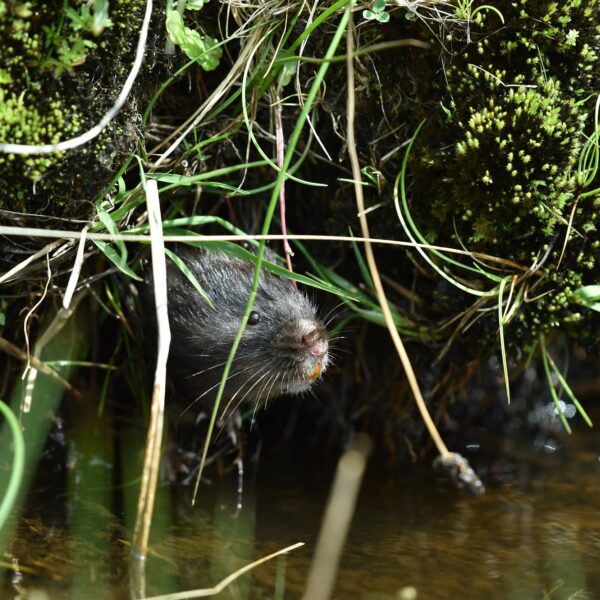 Water vole half obscured by the riverbank