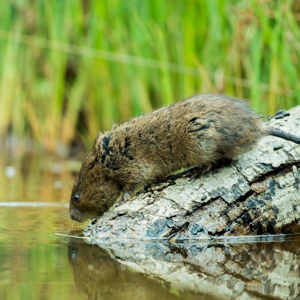 Brown water vole on a partly submerged tree branch. It is looking into the water. The water is still and the water vole's reflection can be seen