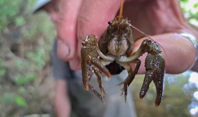 Close up of crayfish.