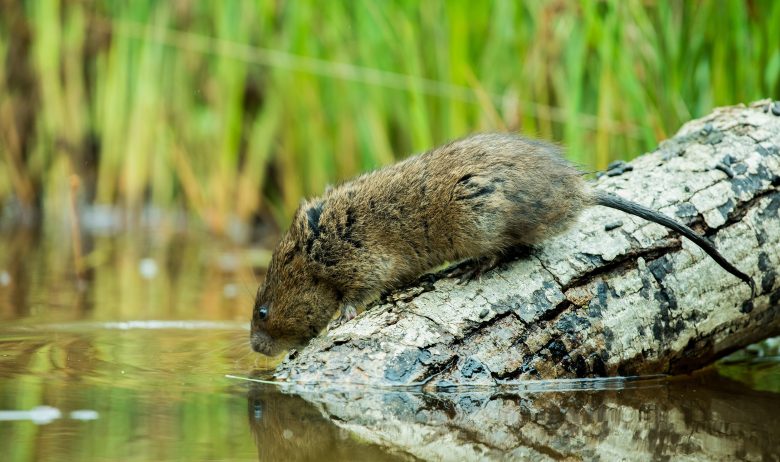 Brown water vole on a partly submerged tree branch. It is looking into the water. The water is still and the water vole's reflection can be seen