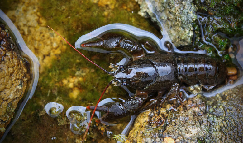 A white-clawed crayfish is resting on a rock. It has long, red antennae to feel for things in front of its claws.