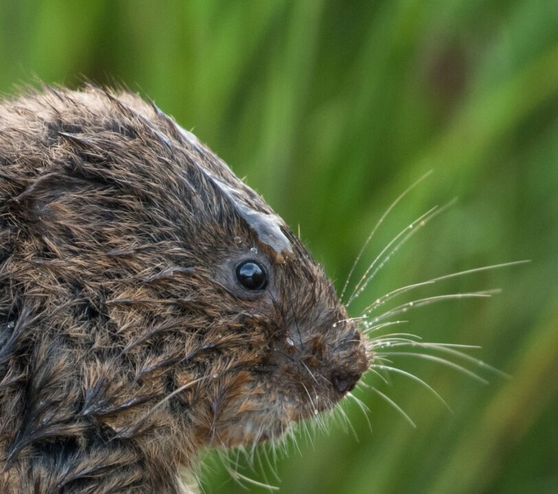 A wet water vole, side on view of its face and long whiskers/