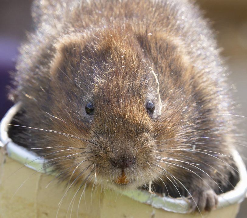 Brown water vole holding onto the top of a crisps tube, looing directly at the camera,