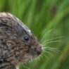 A wet water vole, side on view of its face and long whiskers/