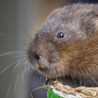 Brown water vole pictured from the side. It has long, white whiskers that are nearly as long as its head