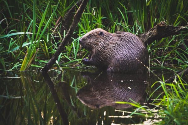A beaver with wet, sleeked back fur on its hind legs at the edge of the water