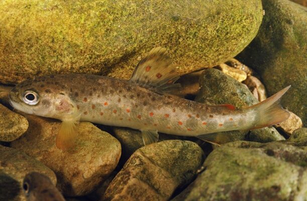 Trout camouflaged against stones on a river bed.
