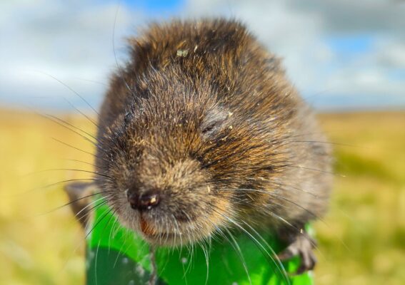 Brown water vole on top of a crisps tube. It's eyes are closed.