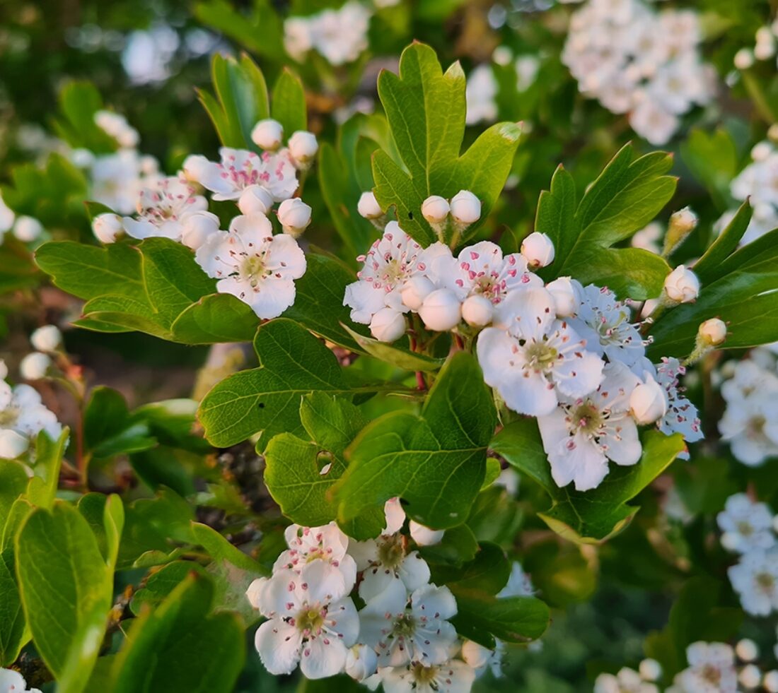 Hawthorn flowers.