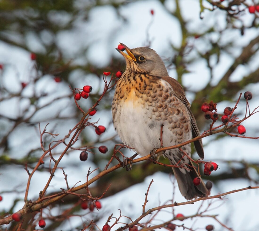 Fieldfare feeding on red hawthorn berries.