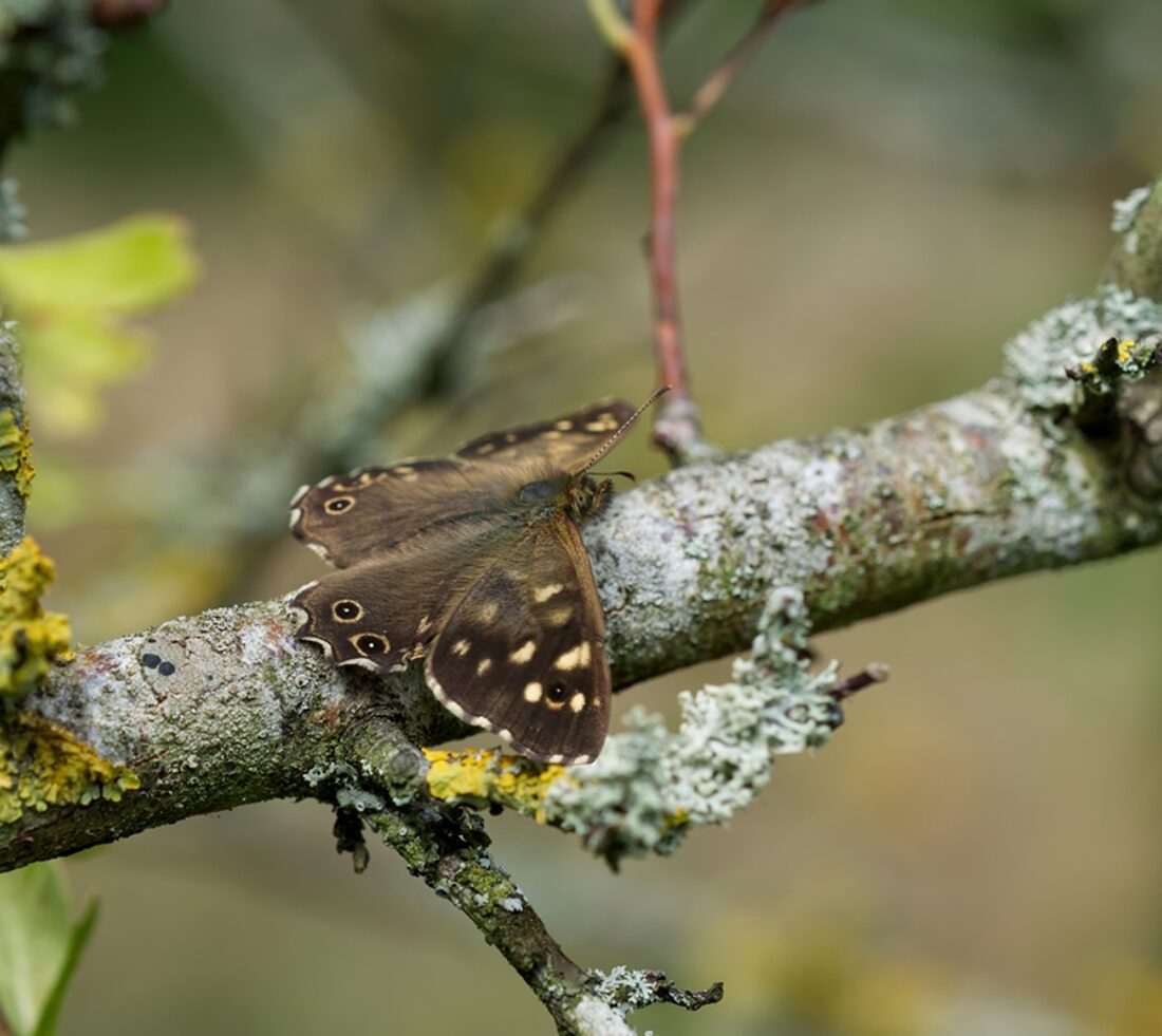 Speckled Wood butterfly resting on lichen covered branch.