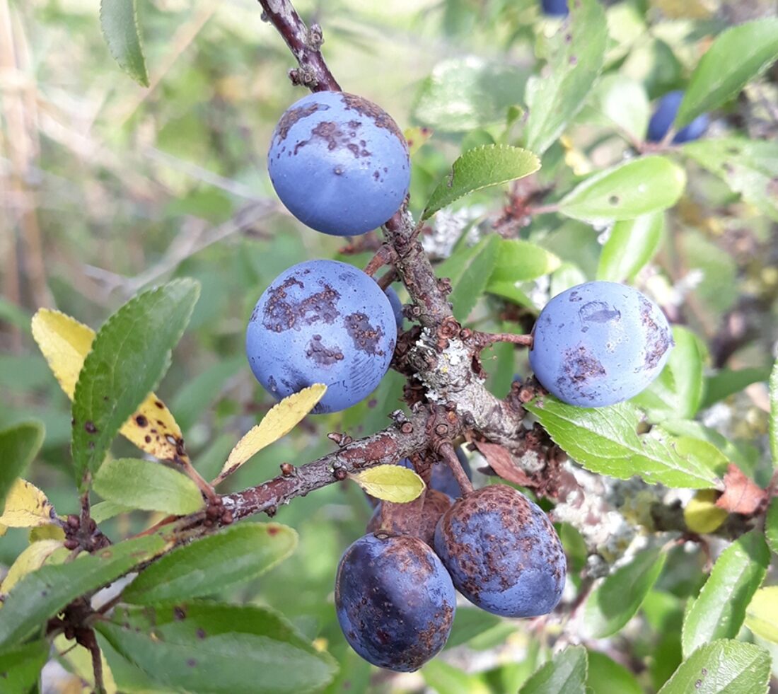 Ripe sloe berries.