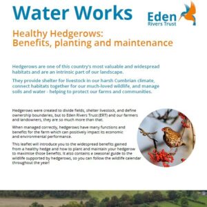 Graphic of healthy hedgerows leaflet which reads: 