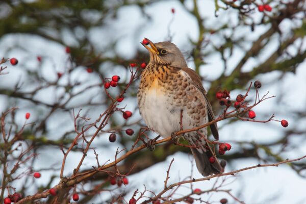 Fieldfare feeding on red hawthorn berries.