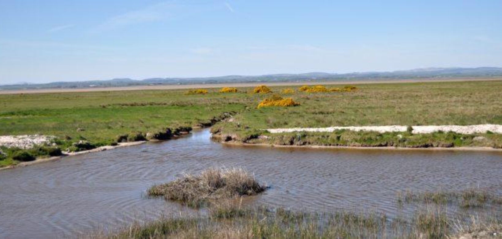 View looking across Solway Firth, water in foreground, low lying grassland punctuated with yellow heather beyond.