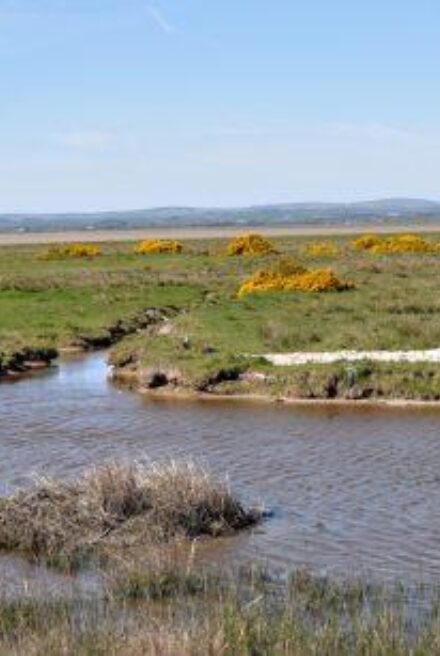 View looking across Solway Firth, water in foreground, low lying grassland punctuated with yellow heather beyond.