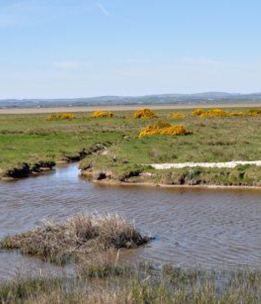 View looking across Solway Firth, water in foreground, low lying grassland punctuated with yellow heather beyond.