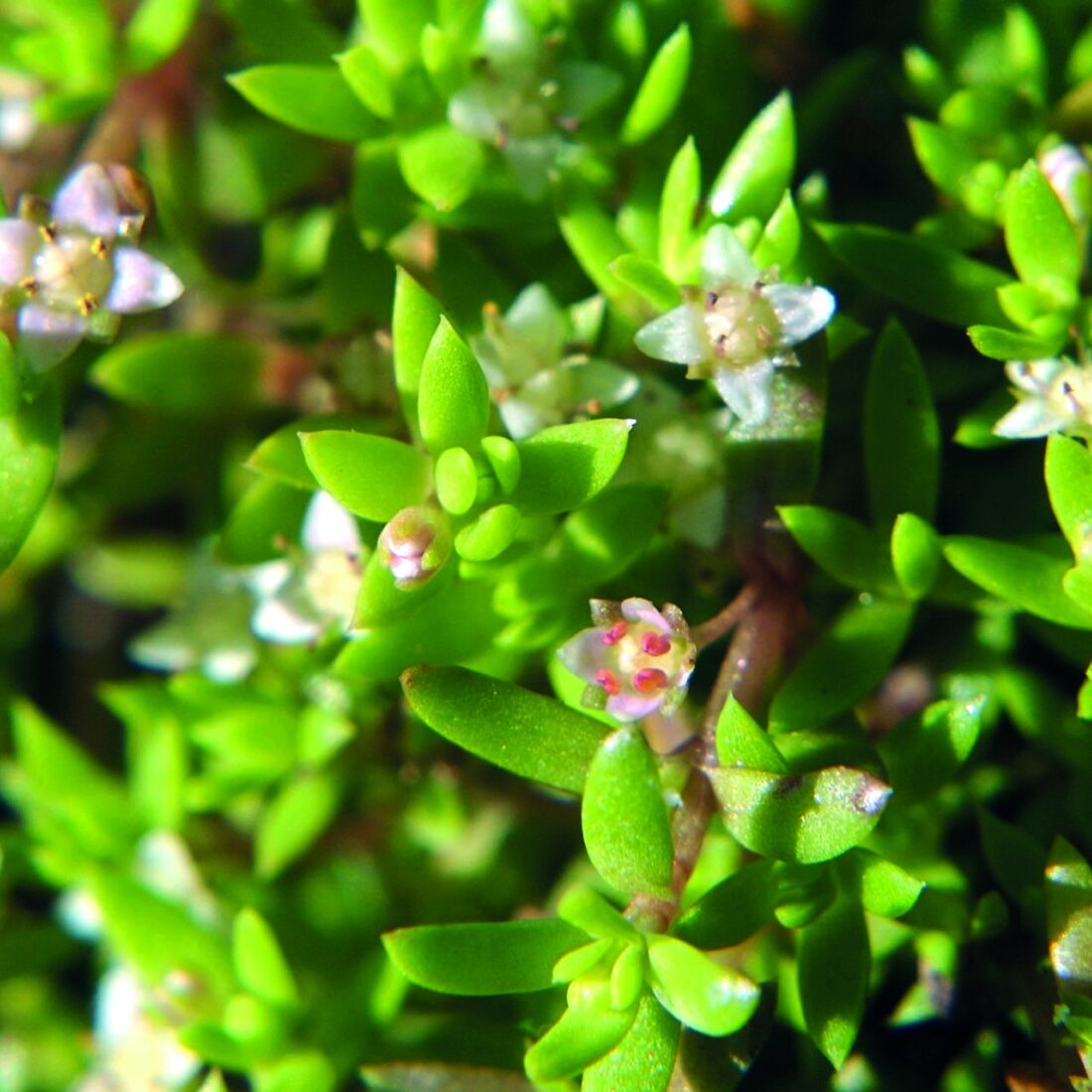 water plant with bright green short leaves and white flowers