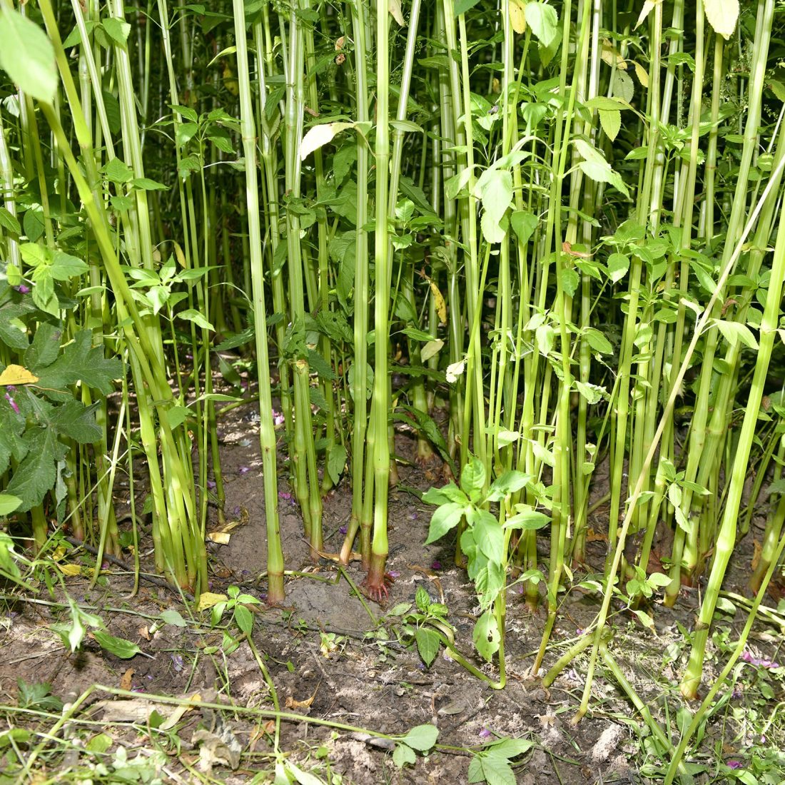 Himalayan balsam stems and bare earth below.