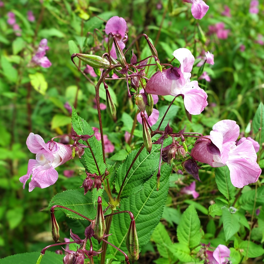 Himalayan balsam flowers and seed pods.