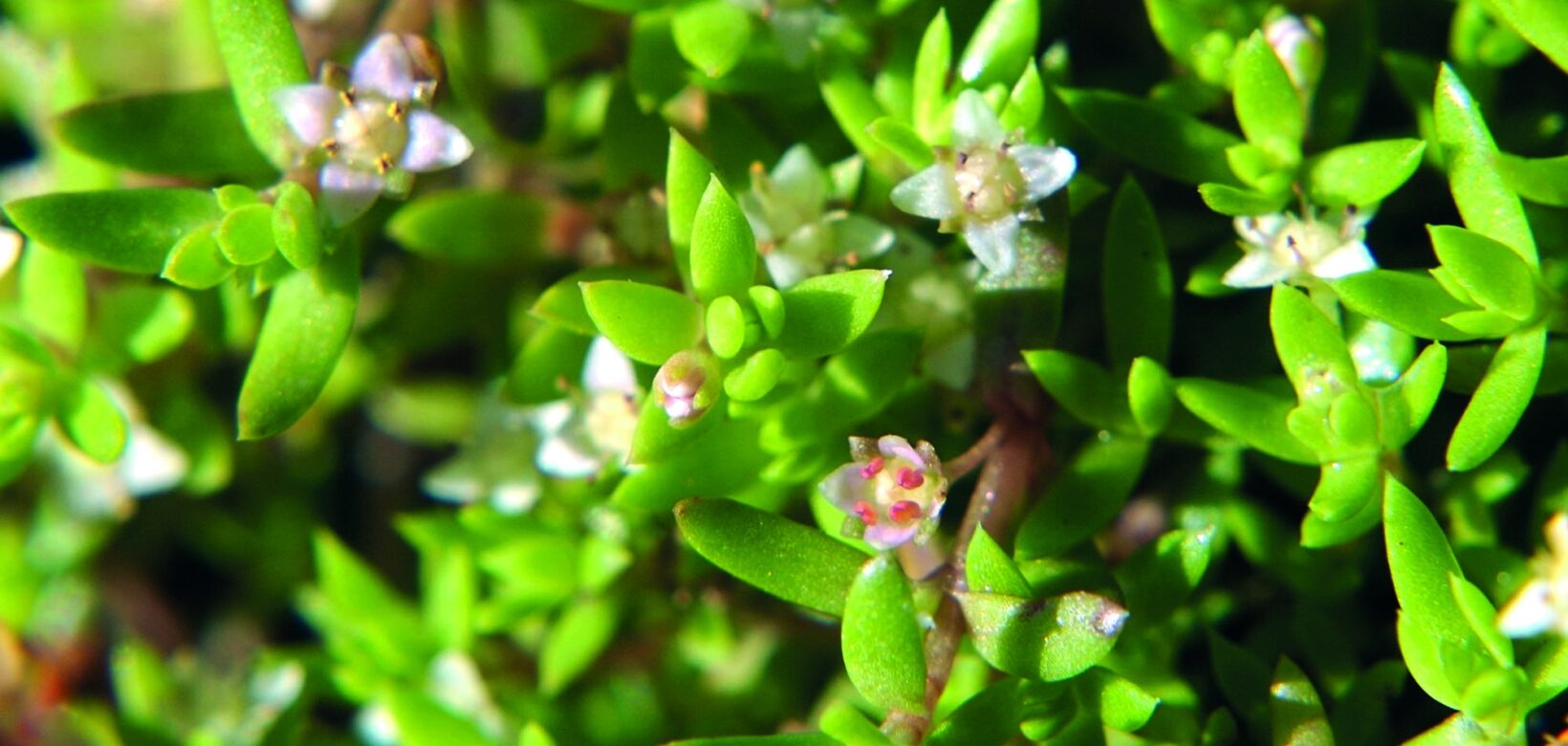 water plant with bright green short leaves and white flowers