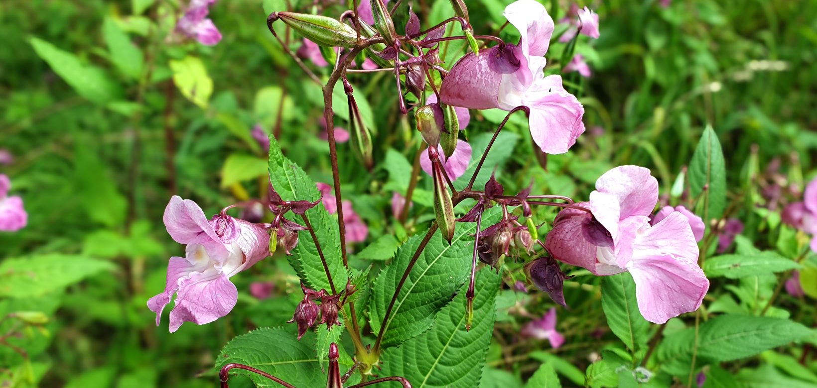 Himalayan balsam flowers and seed pods.
