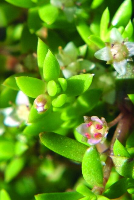 water plant with bright green short leaves and white flowers
