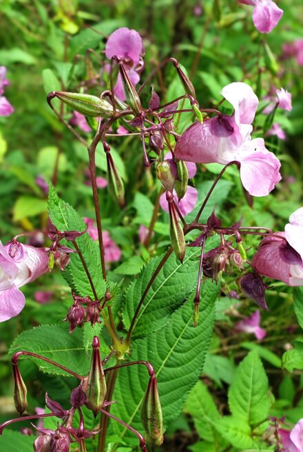 Himalayan balsam flowers and seed pods.