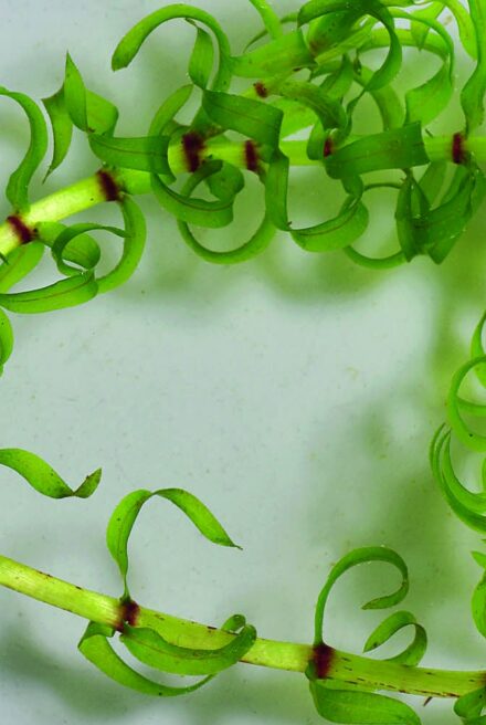 Two strands of a water weed with short bright green, curly leaves