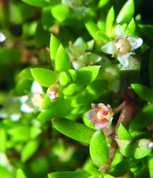 water plant with bright green short leaves and white flowers