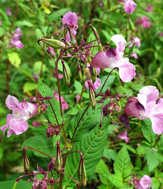 Himalayan balsam flowers and seed pods.